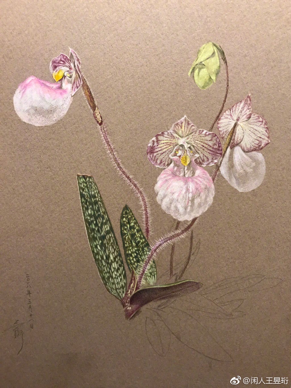 王昱珩画的兜兰生动逼真,花语解释也很有意思,网友:水哥挺浪漫