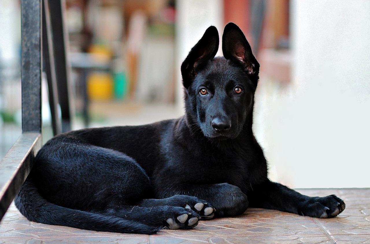 一只纯黑色的德国牧羊犬,非常珍贵!