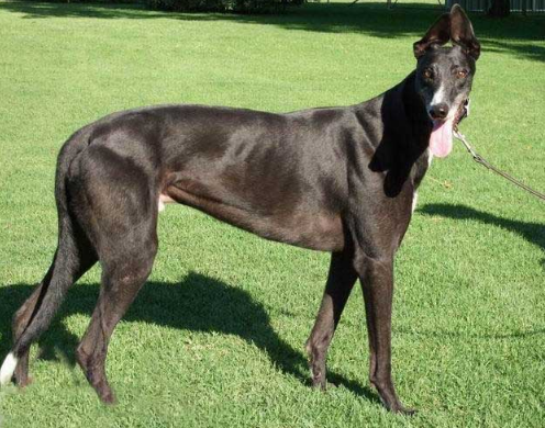 狗狗界的"欧巴大长腿"大排名:泰迪上榜第二,有一位来自中国!