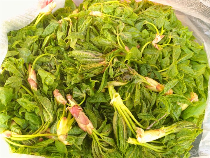 这种植物农民见了就砍,如今被誉为野菜"最上品",一斤能卖20元