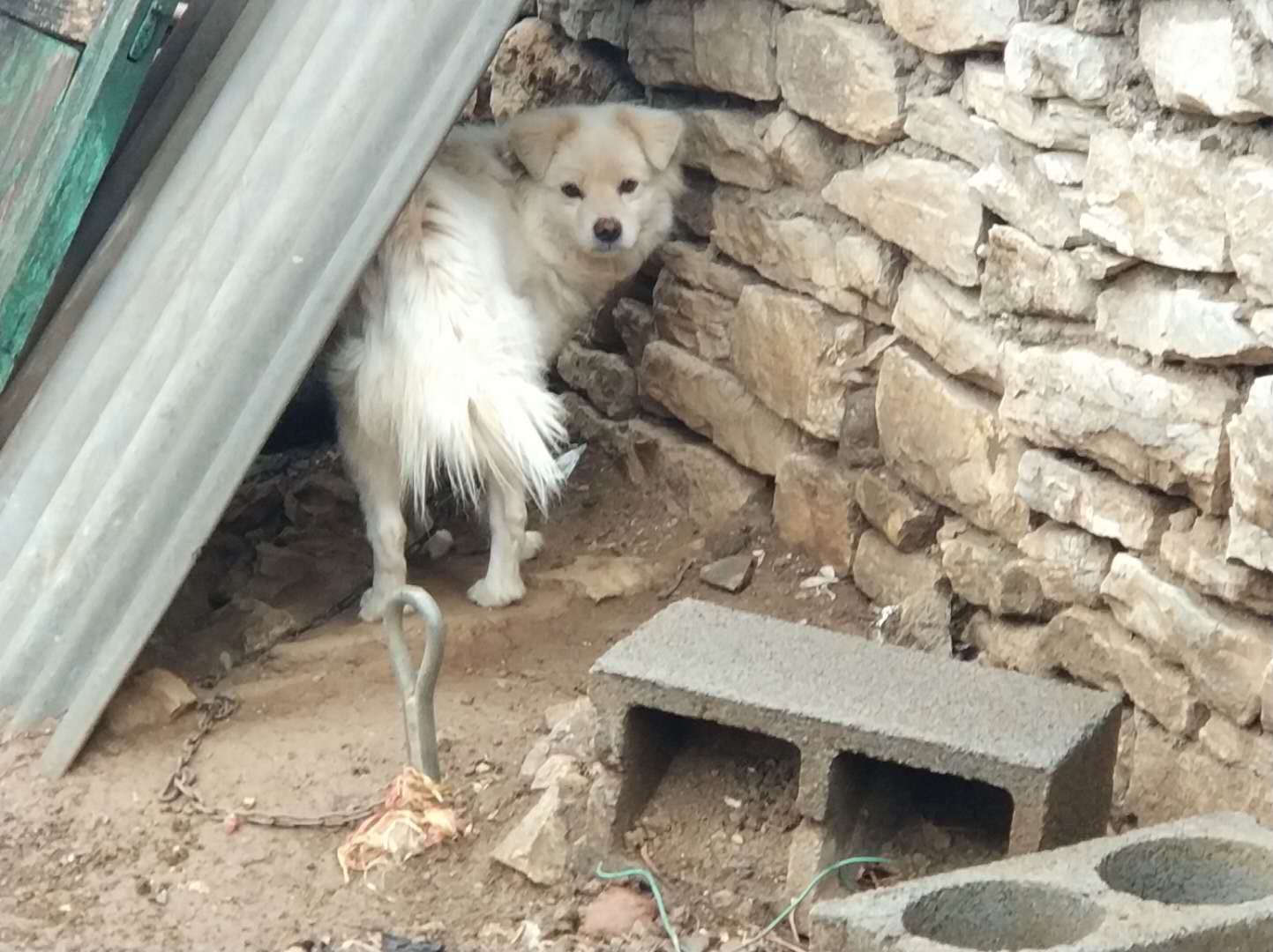 邻居说他家这土狗别人出价5k都没卖!一黑二黄三花四白是真的吗?