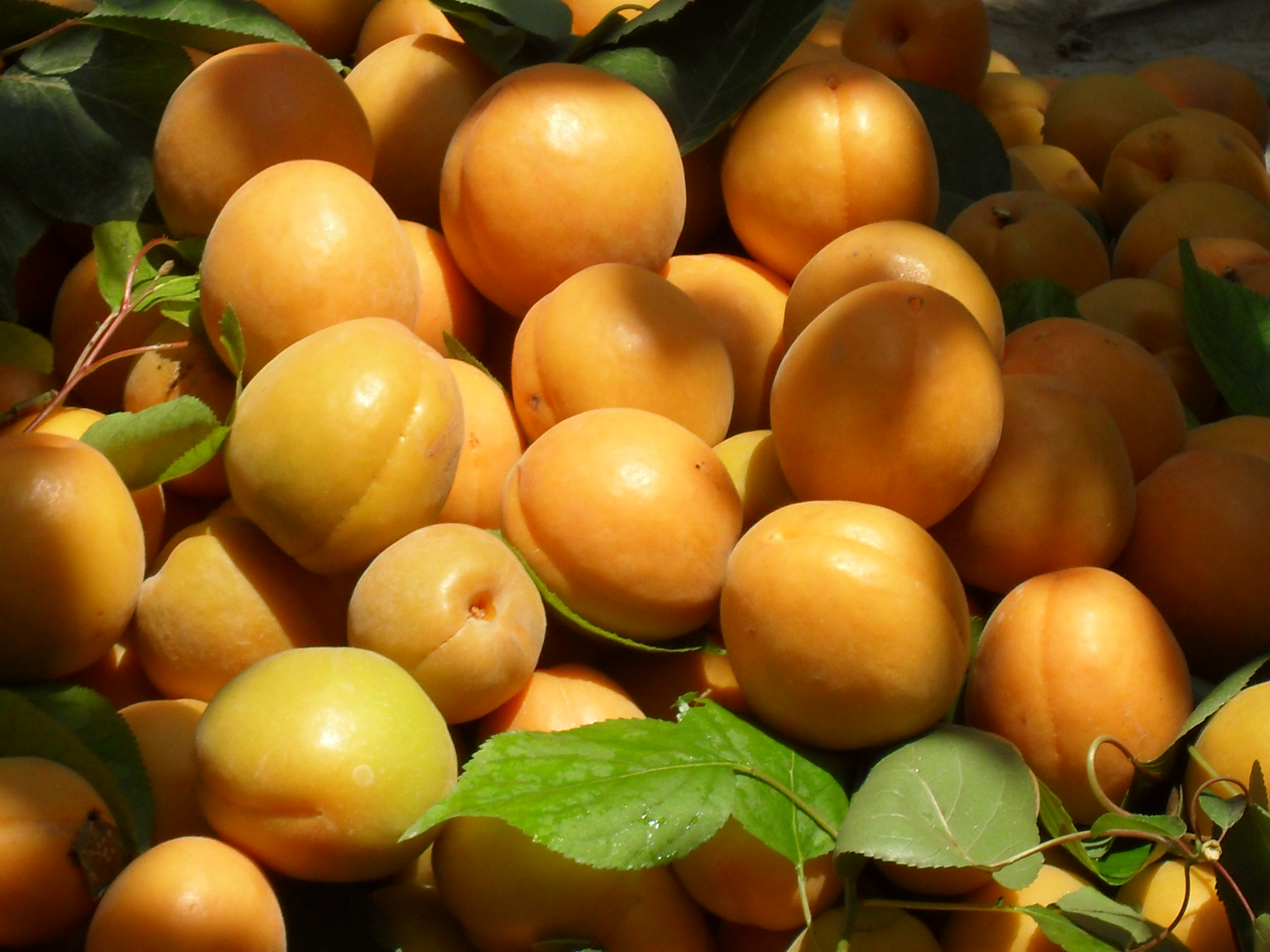 口腔溃疡这几大症状,应该吃什么水果好!