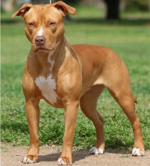 咬合力最强的五种烈犬,藏獒第二,第一名很强,狮子都不敢惹它