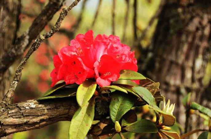 云南大树杜鹃花开惊人,这么大的杜鹃树你见过吗