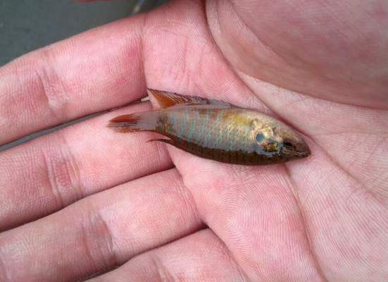 但是,在国内不同地方,在广西一般称为菩萨鱼,在广东又称庞皮婆,彭皮刹