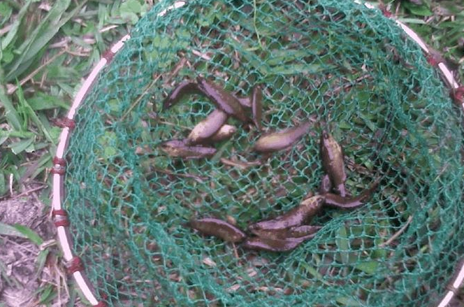 但是,在国内不同地方,在广西一般称为菩萨鱼,在广东又称庞皮婆,彭皮刹