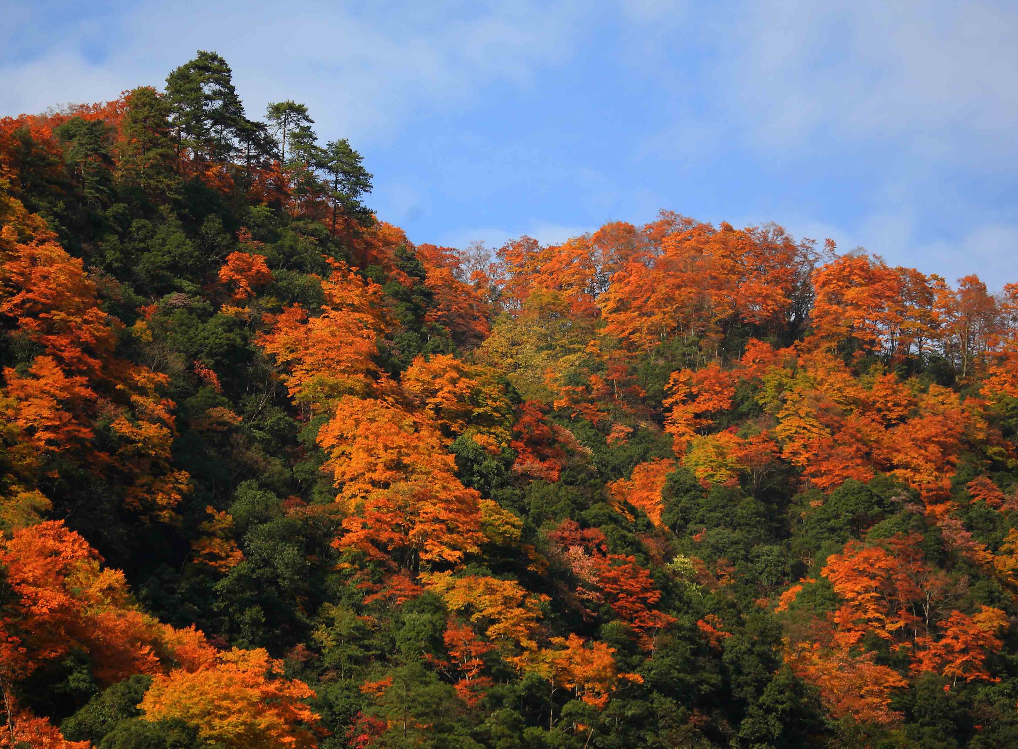 光雾山,气候宜人,四季可游,是春天的旅游胜地