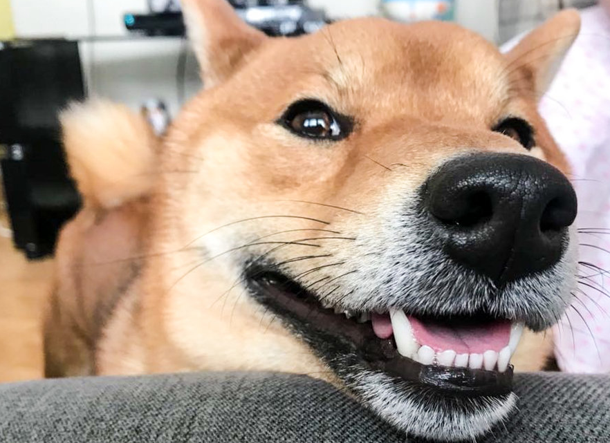 柴犬那爱笑的眼睛全网走红,看完没被萌化,收下我的双膝!