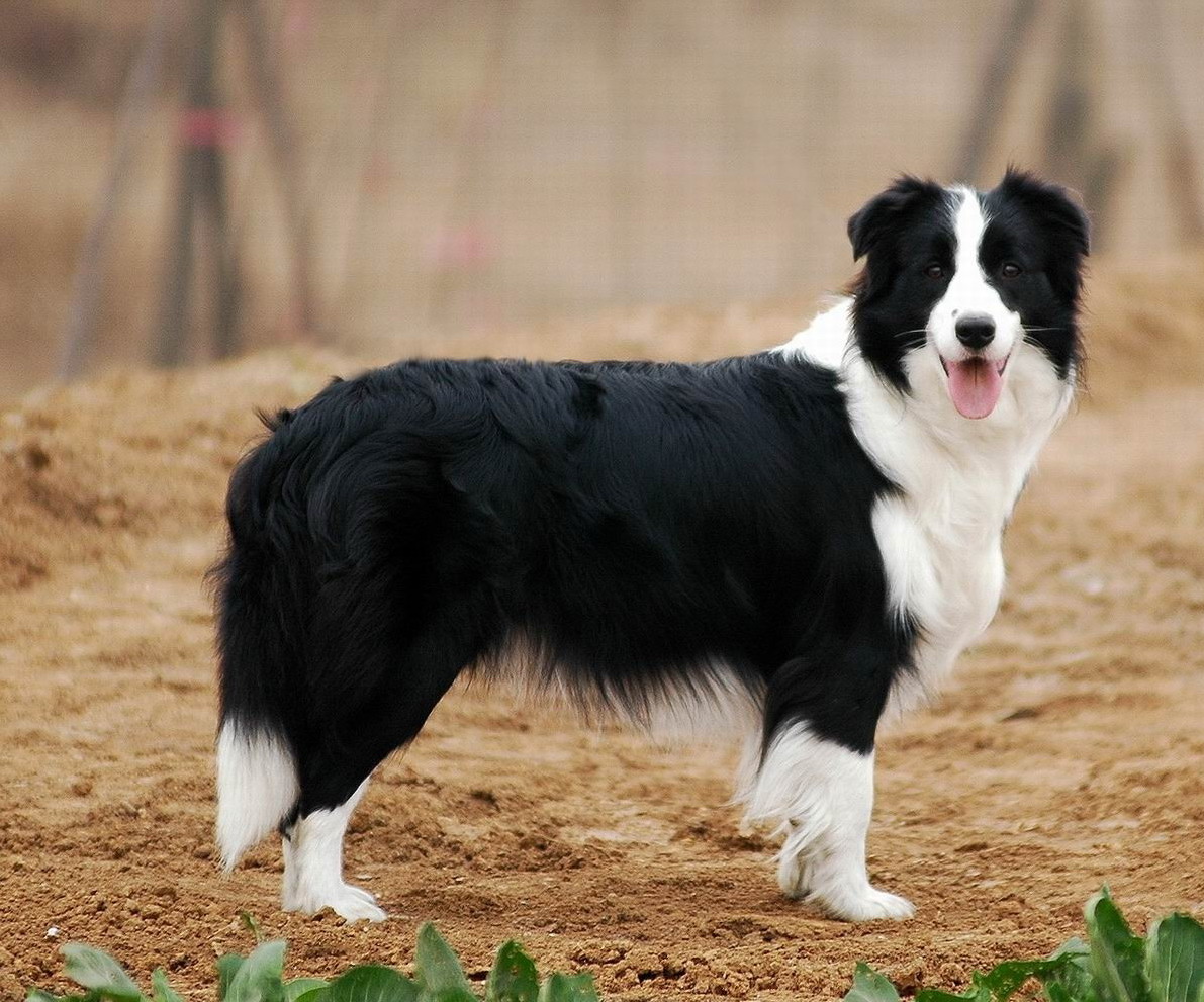 到底有多少人知道,最贵的7种狗狗是哪些?