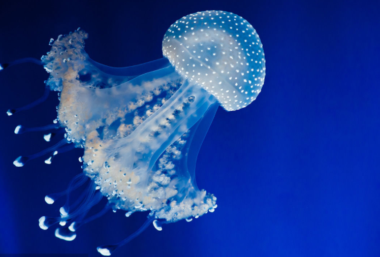 十二星座专属水母:金牛座的唯美,白羊座的美哭了!