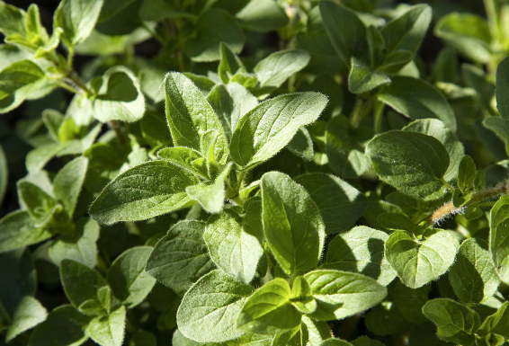 路边这被称为是"披萨草"的它,你认识么?它对治疗感冒有奇效