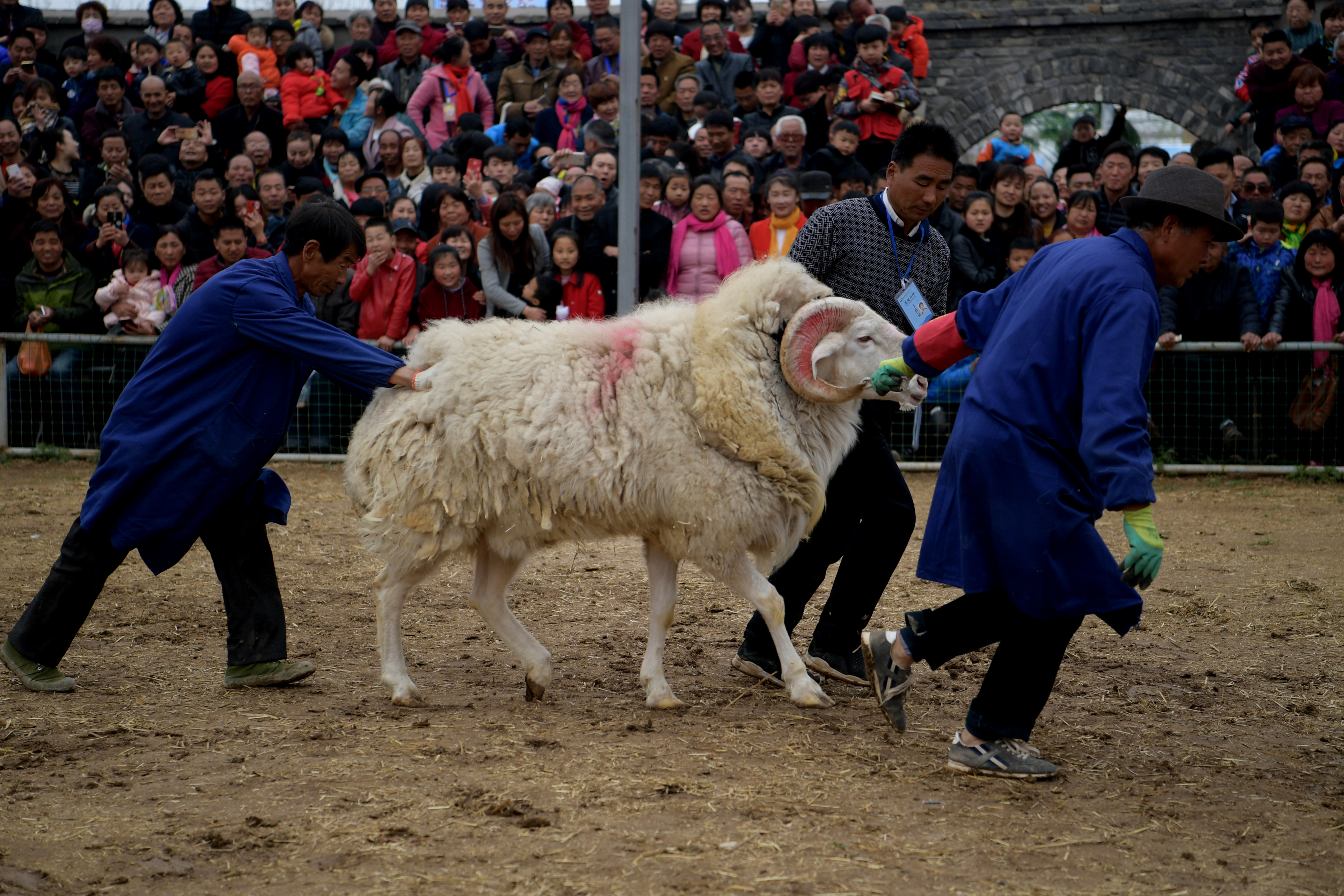 萌羊也凶狠 惊心动魄的斗羊表演引数百人围观