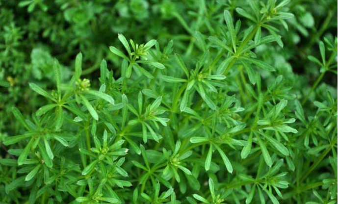 农村这种野草号称"不死草",猪吃了会生病,但它能降压,抗癌