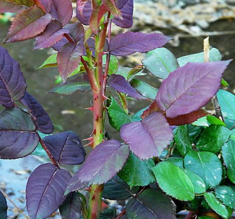 农村的土零食"刺苔",吃过它的人,小编喊你声"叔叔"!