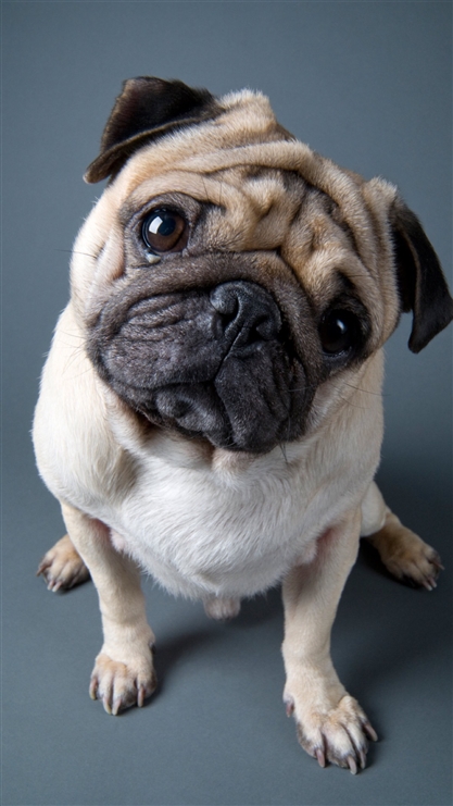 最适合新手养的4种狗,乖巧懂事不认生!