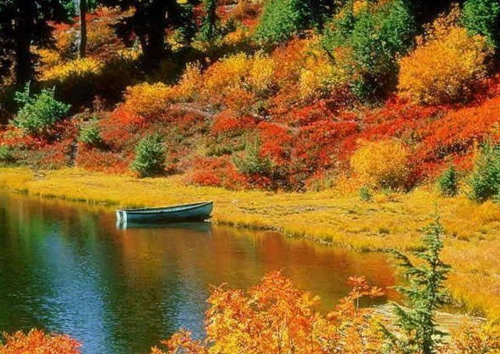 杜香-兴安落叶松林是大兴安岭分布面积最广的森林类型