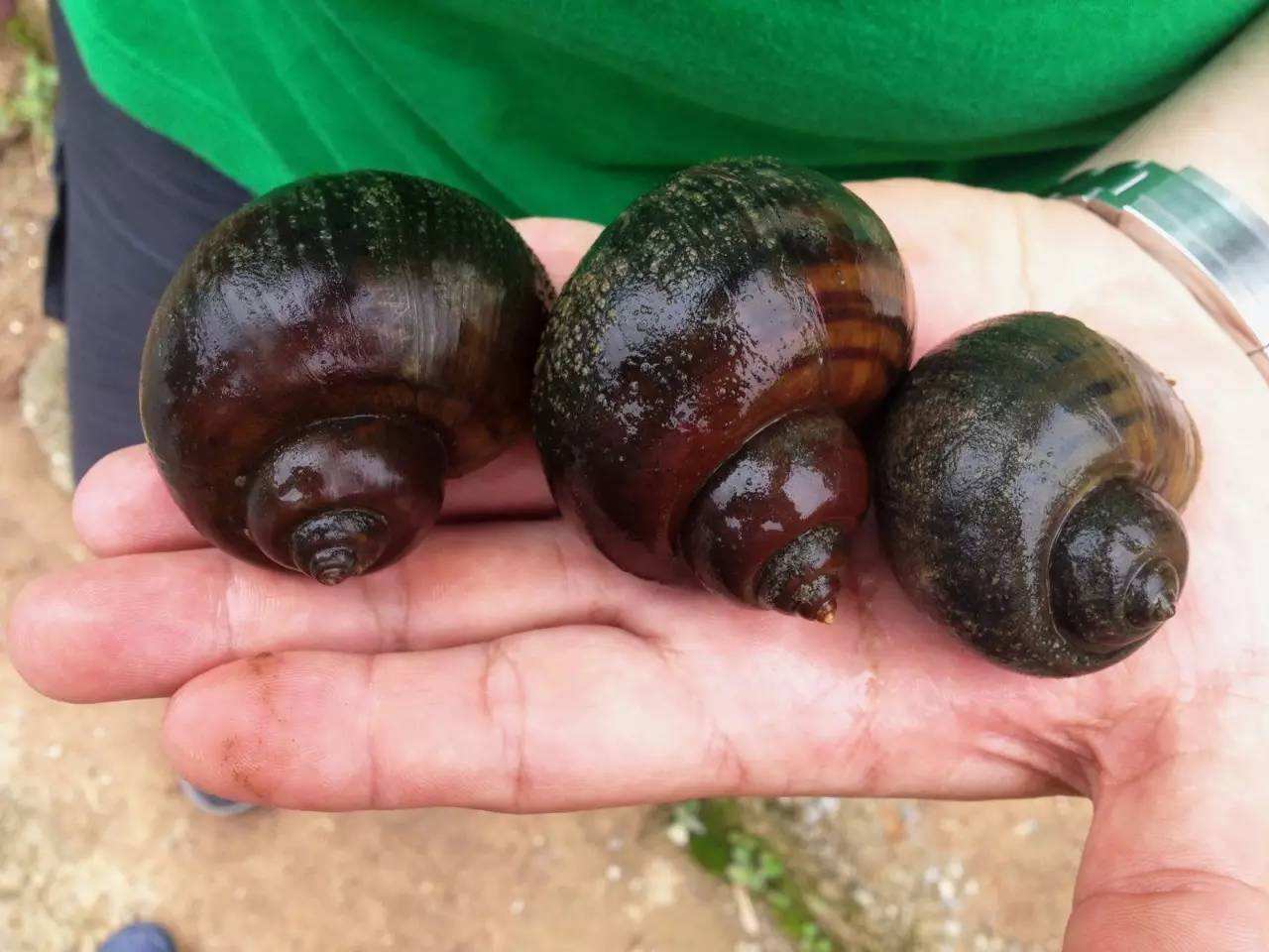 世界上最悲催的五大入侵物种,但是第5种,却成了国人最喜爱食物