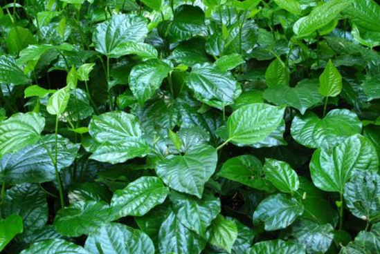 它的果实长得有点儿像桑葚,叶子表面光滑有细纹,假蒟是它的学名,可以