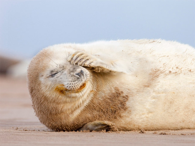 来自海豹的魔性笑容!网友:就是想笑!