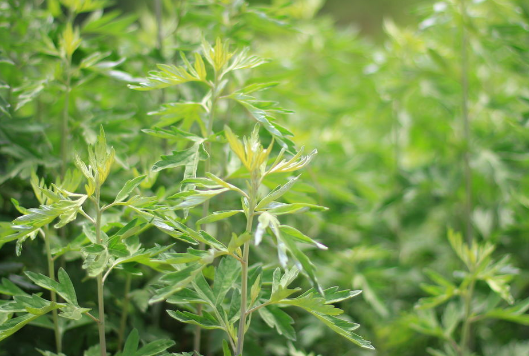 山糍粑植物图片