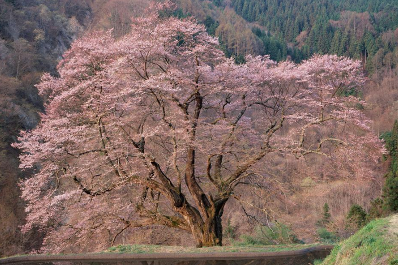 桃花测试 选一棵最漂亮的桃花树