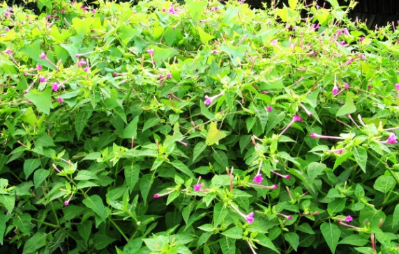 农村路边常见的"紫茉莉",不但好看,还有活血和调经的功效