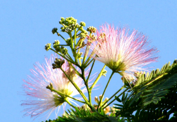 这长相似"蒲扇"的花朵,除了可以治失眠外,还能滋阴和补阳