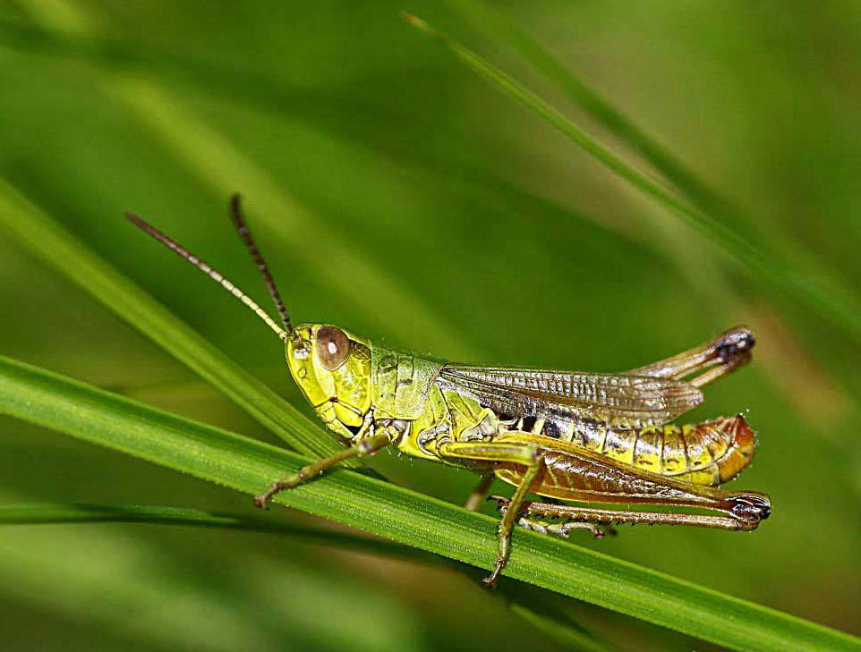 美味的虫子,还能治病——蚂蚱