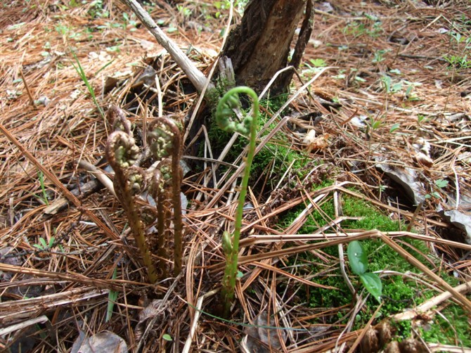 农村这种"猴腿菜",能抑制流感病毒,市场一斤卖90