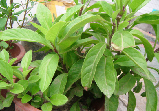 田地里这被称为是"长生不老草"的它,对降下血压和糖尿病有奇效