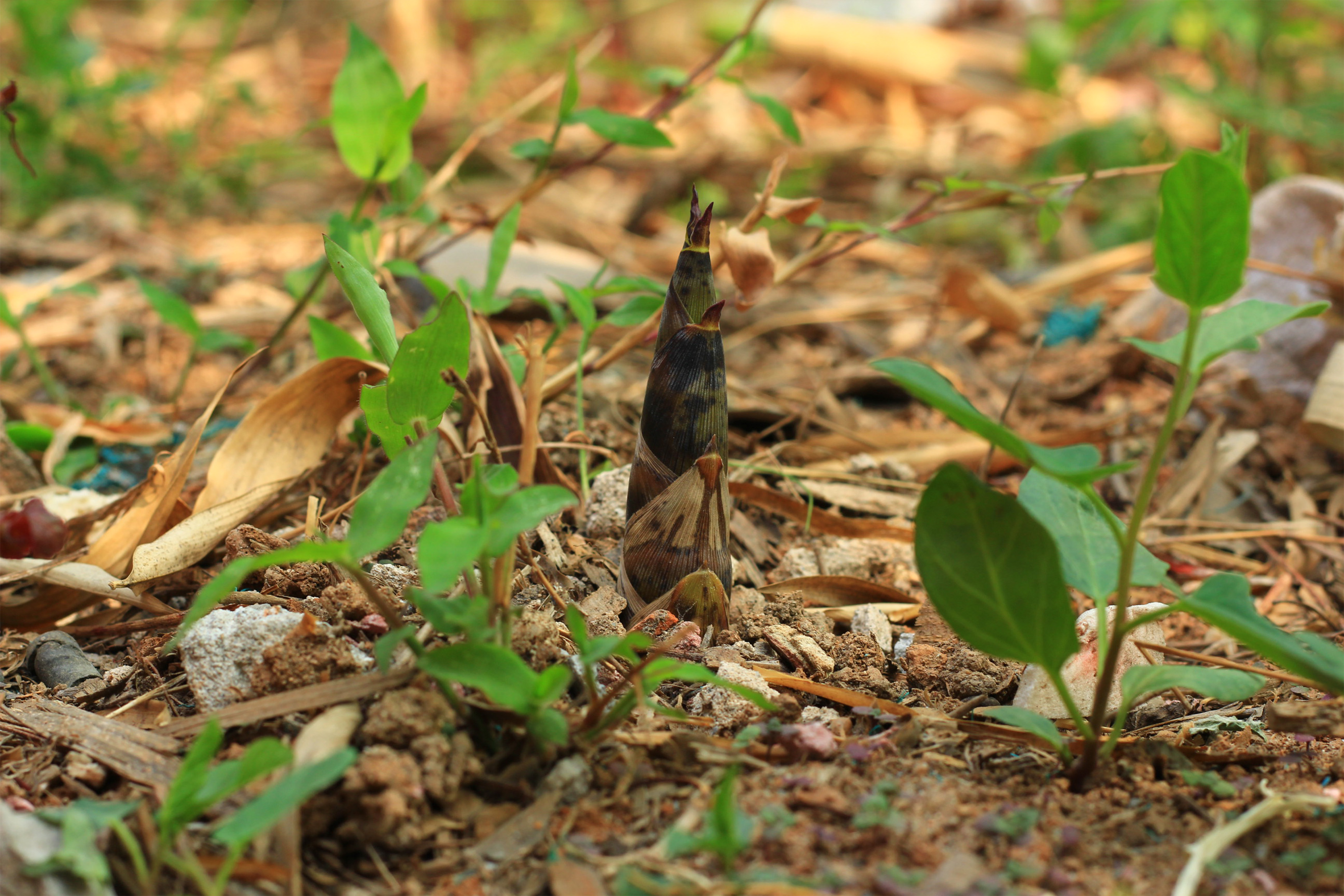 竹笋一年四季都有,唯有春笋特别细嫩味美,这是你不能错过的美味