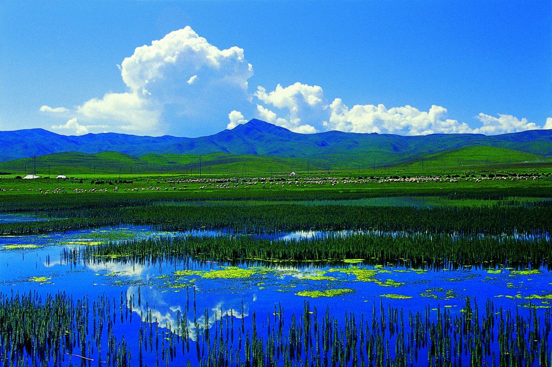 大名小磨香油原产地为大名县沙疙瘩乡儒家寨村