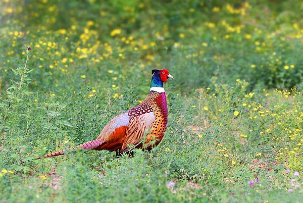 城里人都没见过的四种野味,尤其第一种,是全世界公认的山珍海味