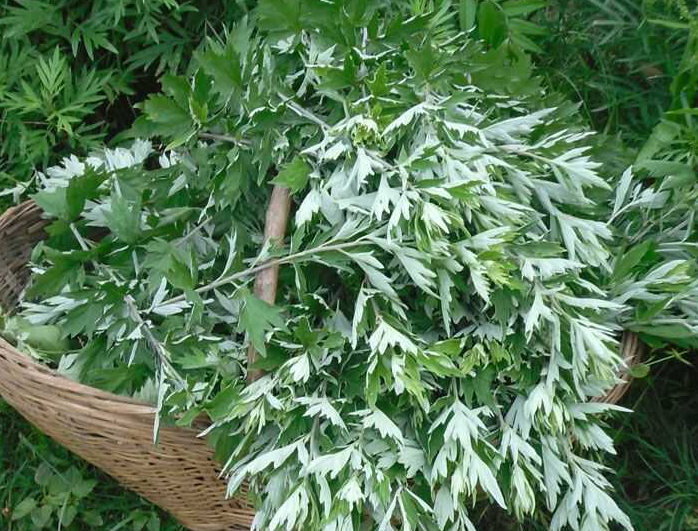 艾叶泡水喝有毒吗?