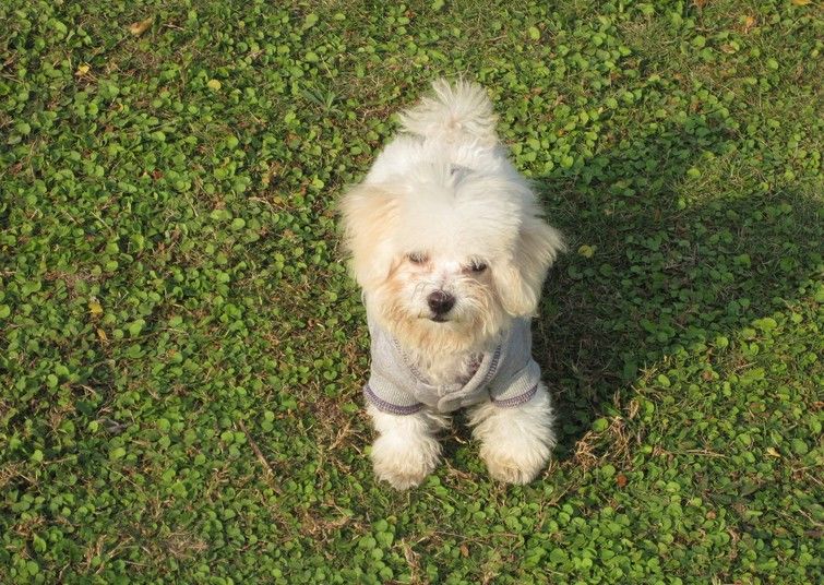 卷毛比雄犬:基本信息与性格特点