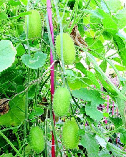 这种长"毛"的黄瓜,盆栽60天成熟,结果多,多种2棵全家吃到吐