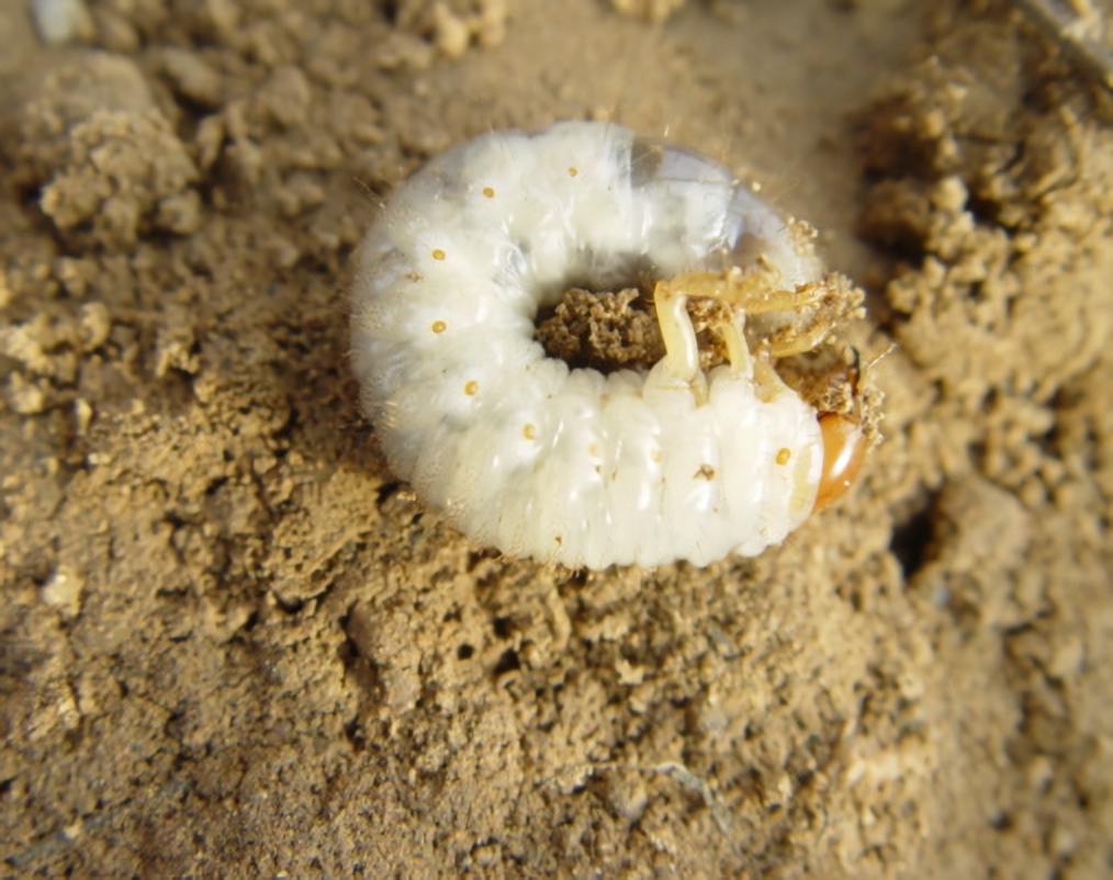 金龟子幼虫孵化的图片图片