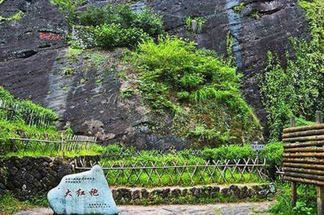 看国家突出贡献专家李永田如何设计感恩大红袍与父爱如山茶两款茶