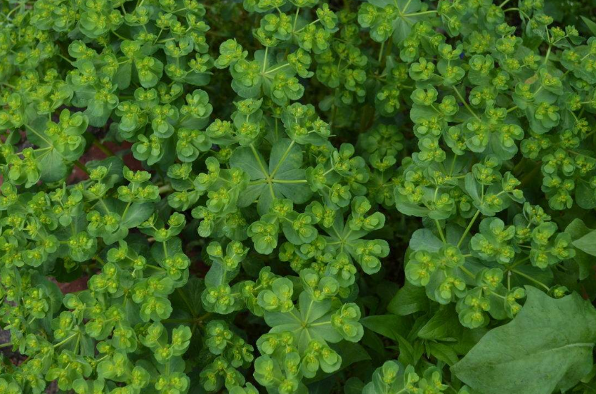 野草图片,相信很多农村娃都认识,这个就是我们农村叫的猫眼草,猫儿草