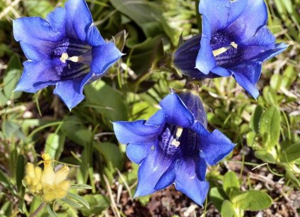 农村里开着蓝色花朵的野草,实则是一种中草药,但切勿乱服用!