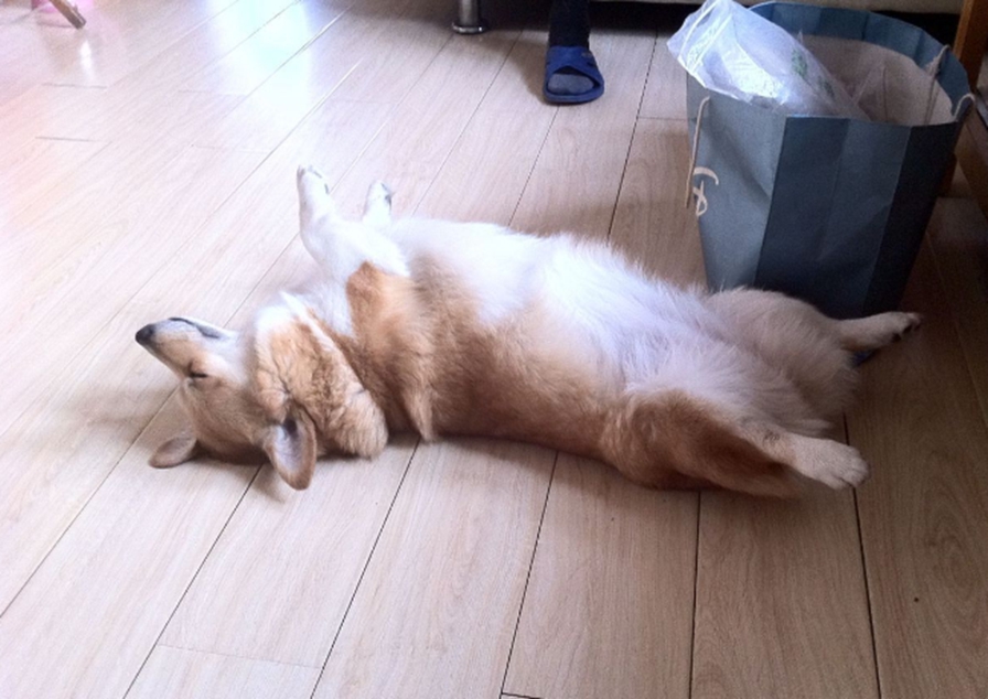 动物装死瞬间:图3穿帮了,最后一个"死不瞑目"