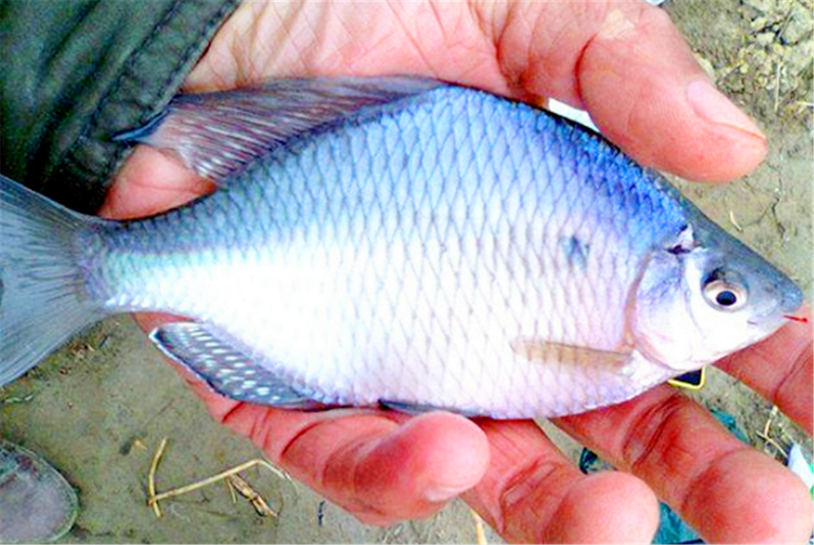 溪石斑,这鱼小时候很多,抓它感觉是最简单的,那把大铁锤,直接往石头上