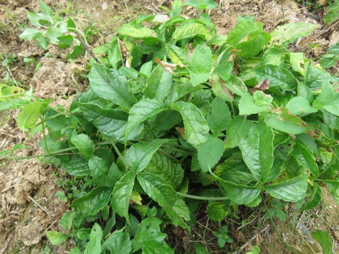 乡下有种野草号称"药王",农村人称它为抗癌神草,一斤卖1000块