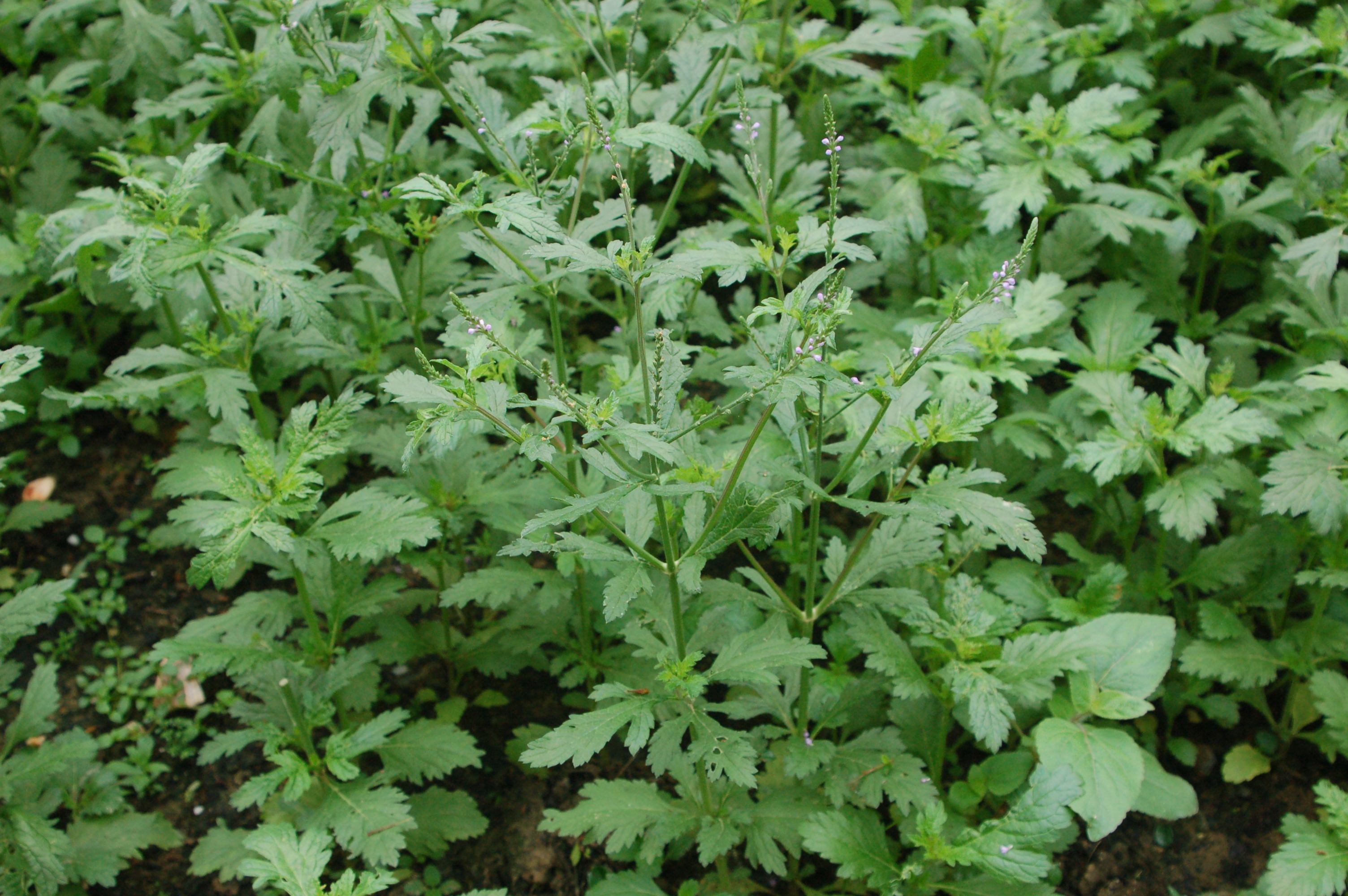 农村这种常见的野草,总是被人忽略,没想到还是一味实用的中药!