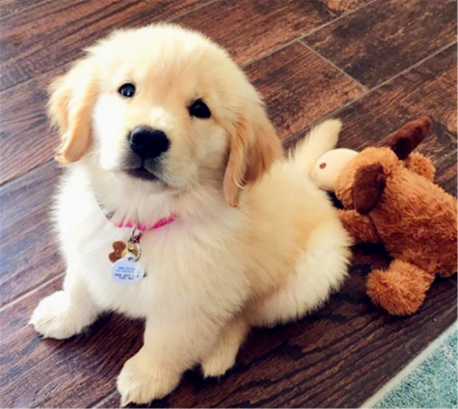 真不愧是狗狗界的大暖男,小金毛一脸阳光帅气的脸庞!迷倒我了