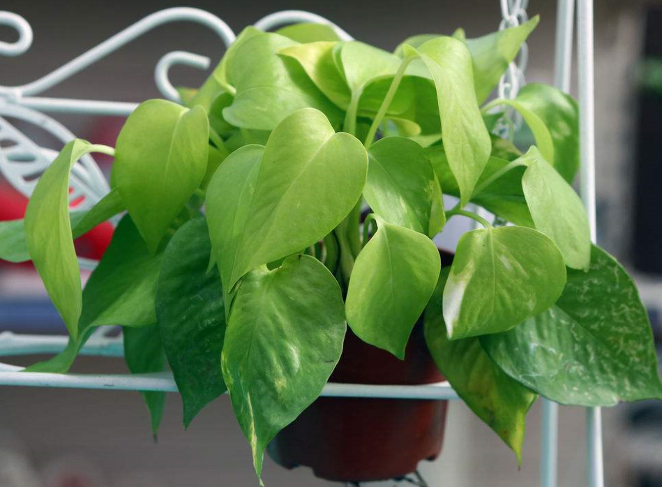 花卉盆景:简单时尚,只需经常浇水就能养活的美丽盆景