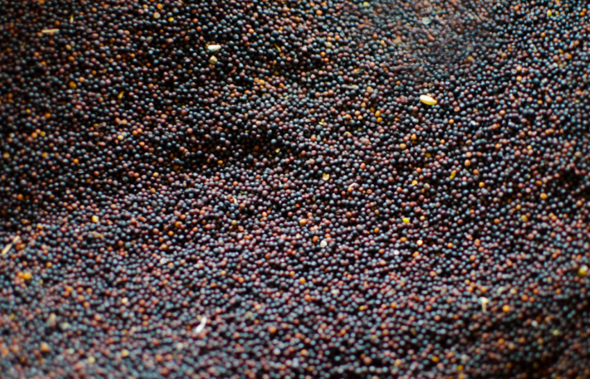 这些都是农村天然植物油,你吃过几种?