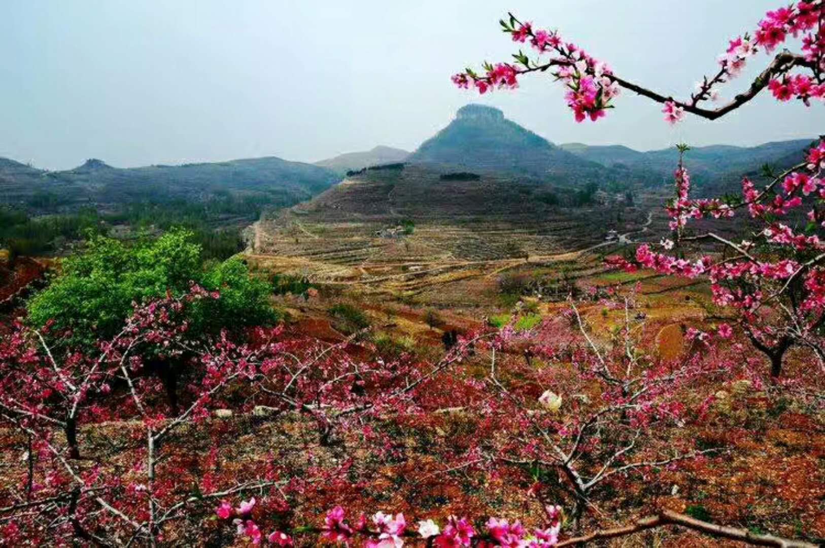 沂蒙山蒙阴青年回乡,开启土话方言模式,乡音不改,乡情长在