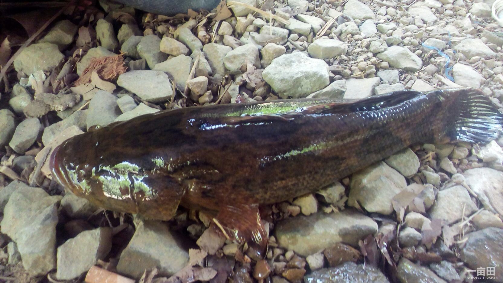 野河钓到不认识的鱼,不会是保护动物吧?认识的钓友科普下