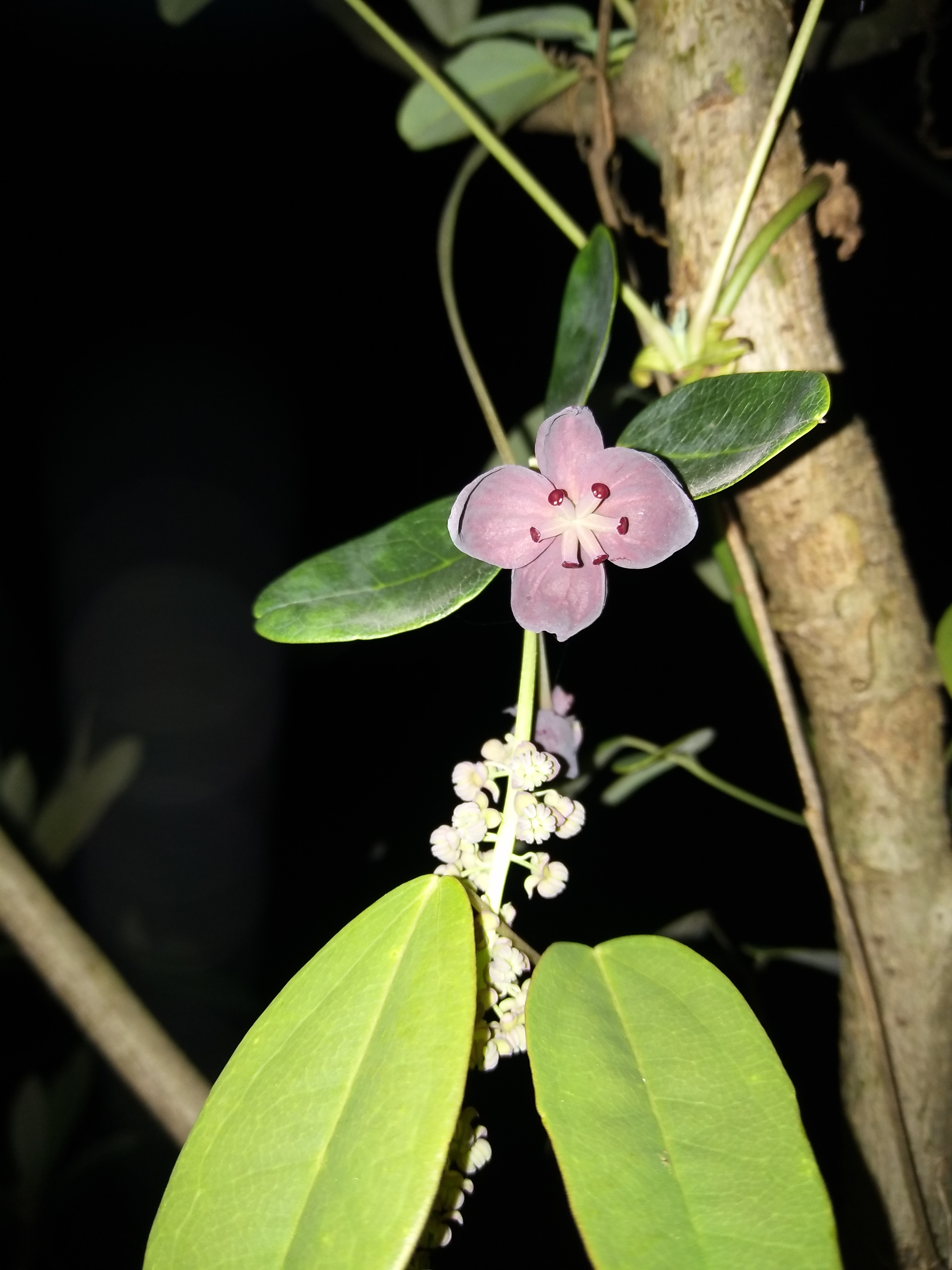 宜春八月瓜花开正盛